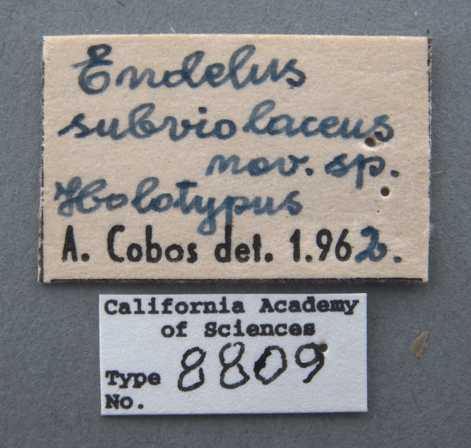 Endelus subviolaceus image