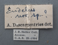 Endelus subviolaceus image