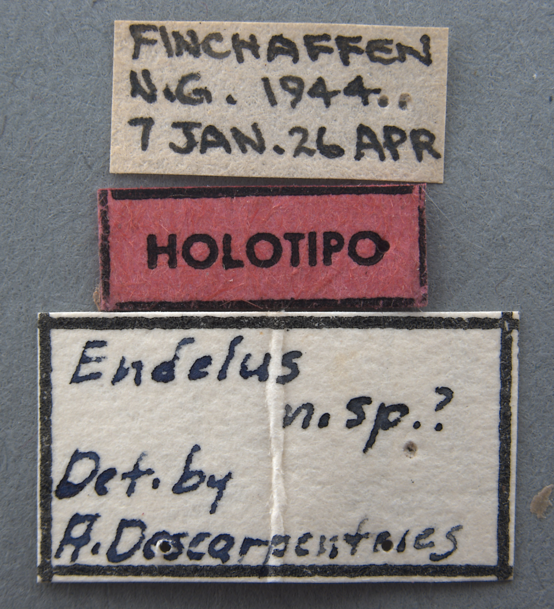 Endelus subviolaceus image