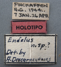 Endelus subviolaceus image