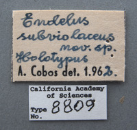 Endelus subviolaceus image