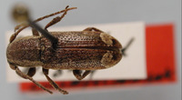Image of Adetus nesiotes