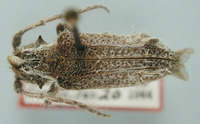 Image of Desmiphora maculosa