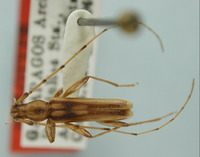 Image of Nesoeme kuscheli