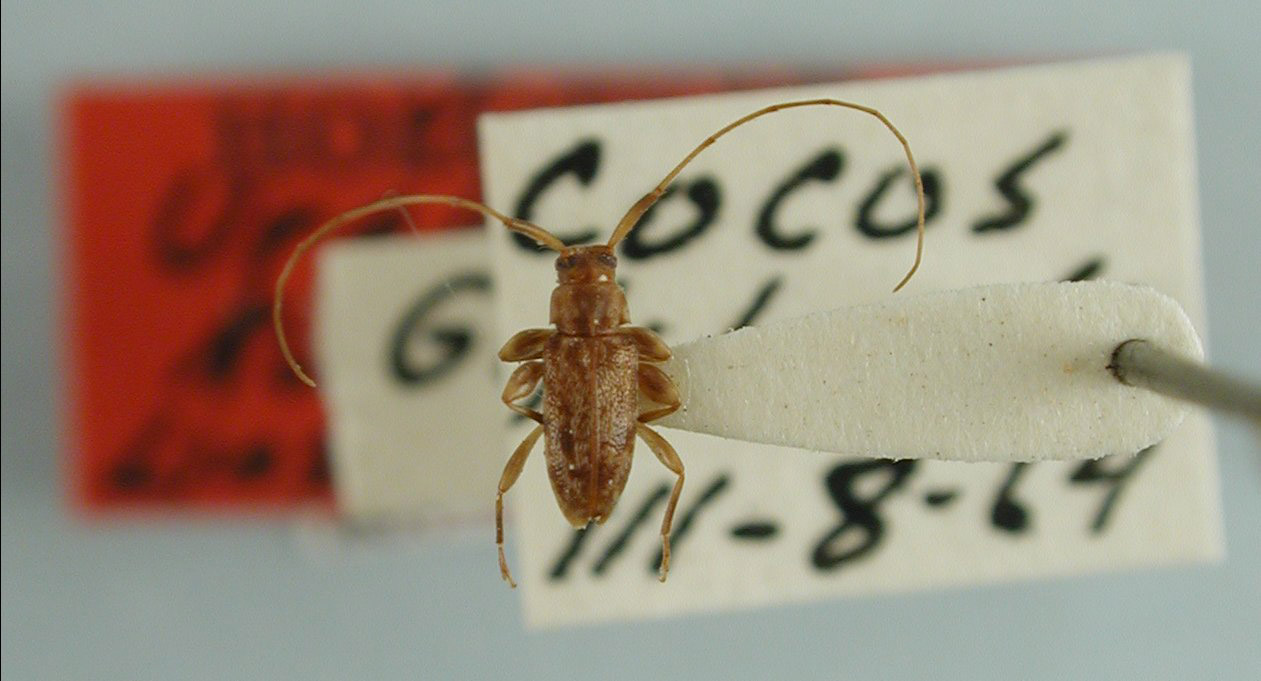 Urgleptes kuscheli image