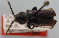 Image of Callidium angustipennis