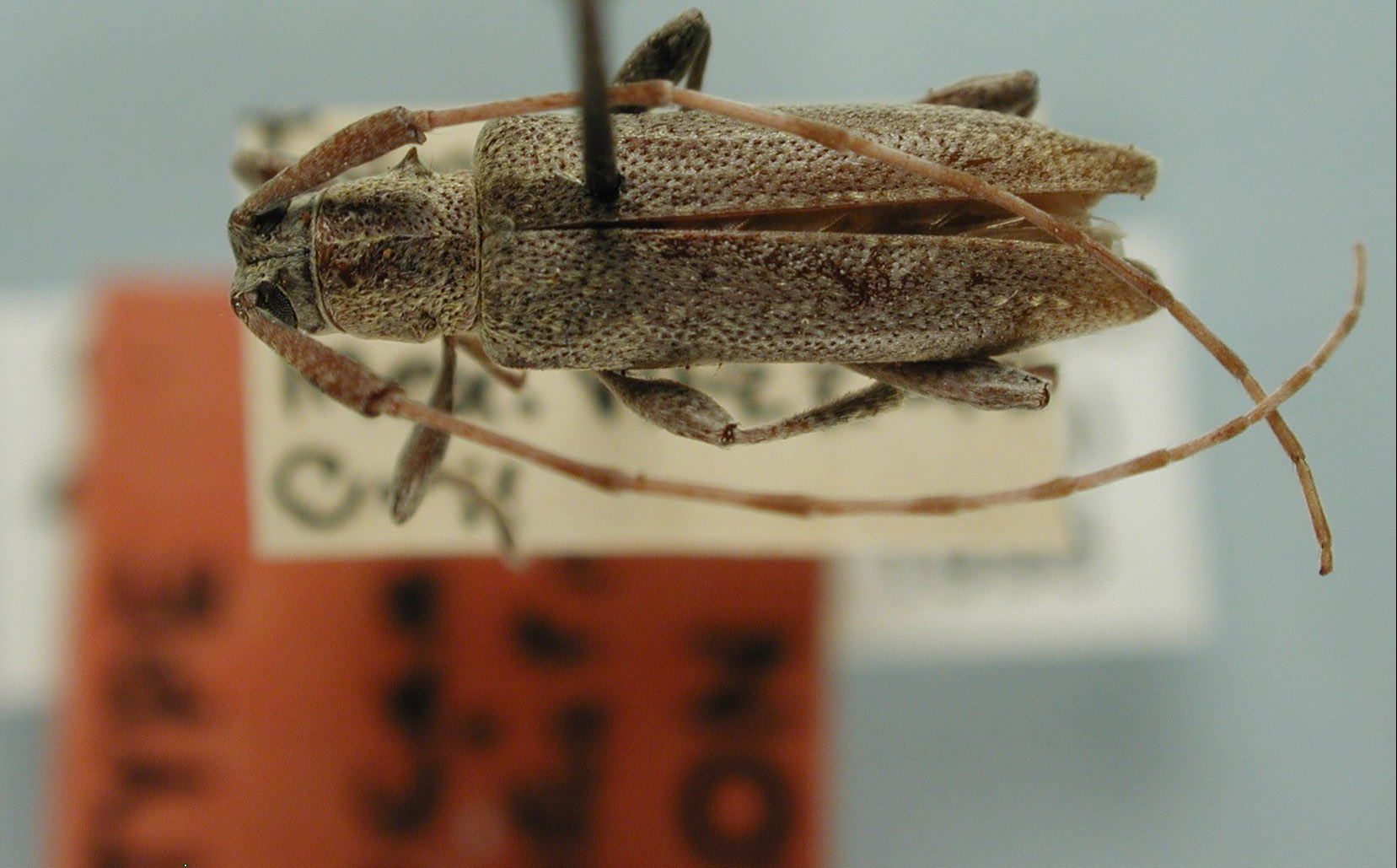 Pseudocanidia ochreosticticus image