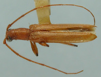 Image of Malobidion neotropicum
