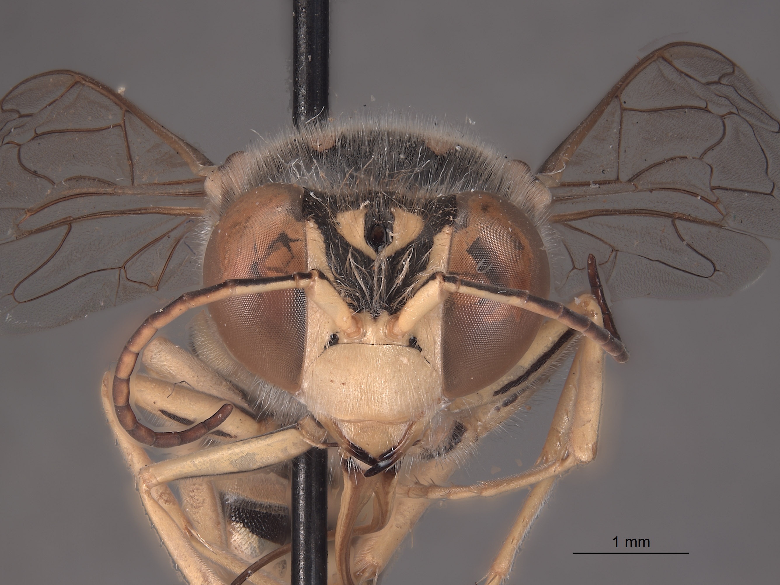 Steniolia eremica image