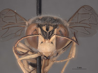 Image of Steniolia eremica