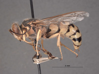 Steniolia eremica image