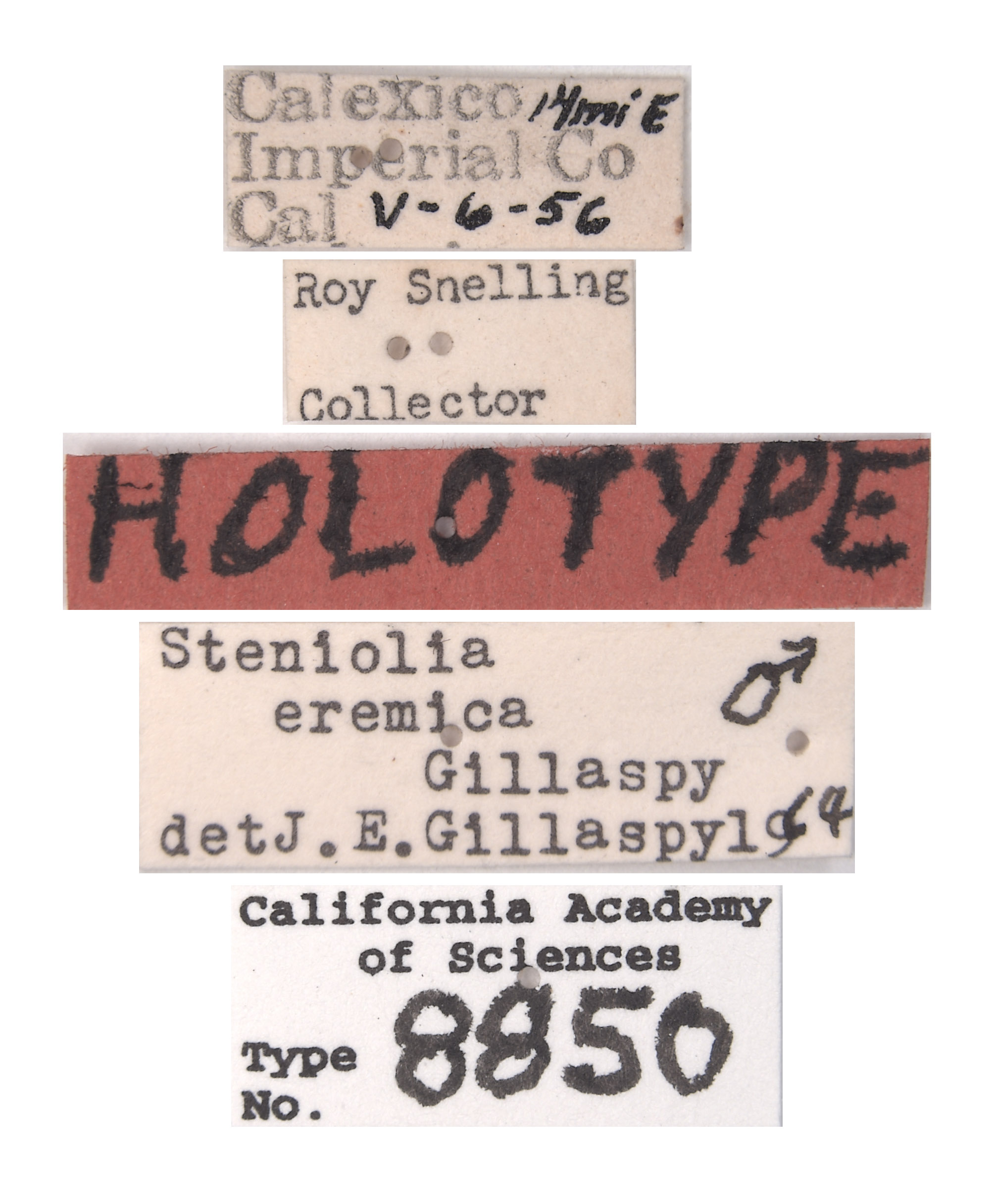 Steniolia eremica image