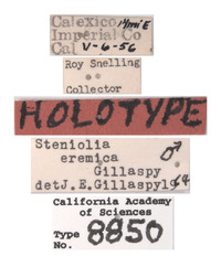 Steniolia eremica image