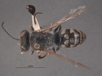 Steniolia powelli image