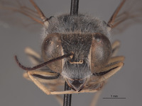 Steniolia powelli image