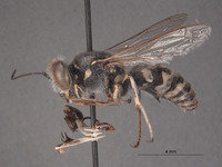 Steniolia powelli image