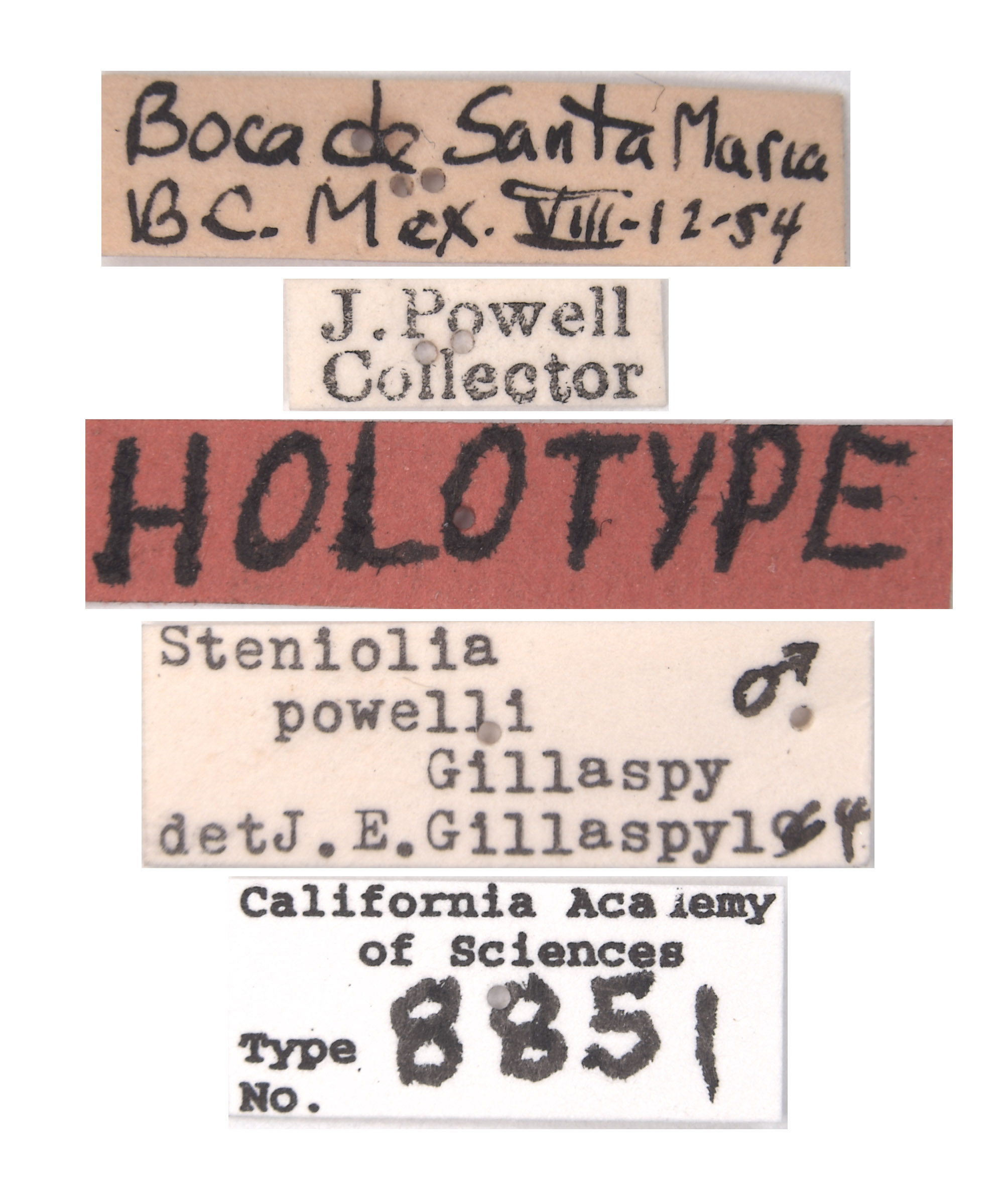 Steniolia powelli image