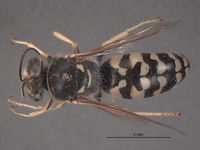 Image of Steniolia vanduzeei