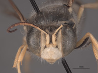 Steniolia vanduzeei image