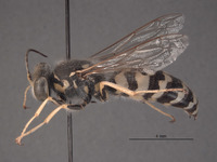 Steniolia vanduzeei image