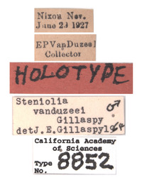 Steniolia vanduzeei image