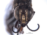 Ammophila willinki image