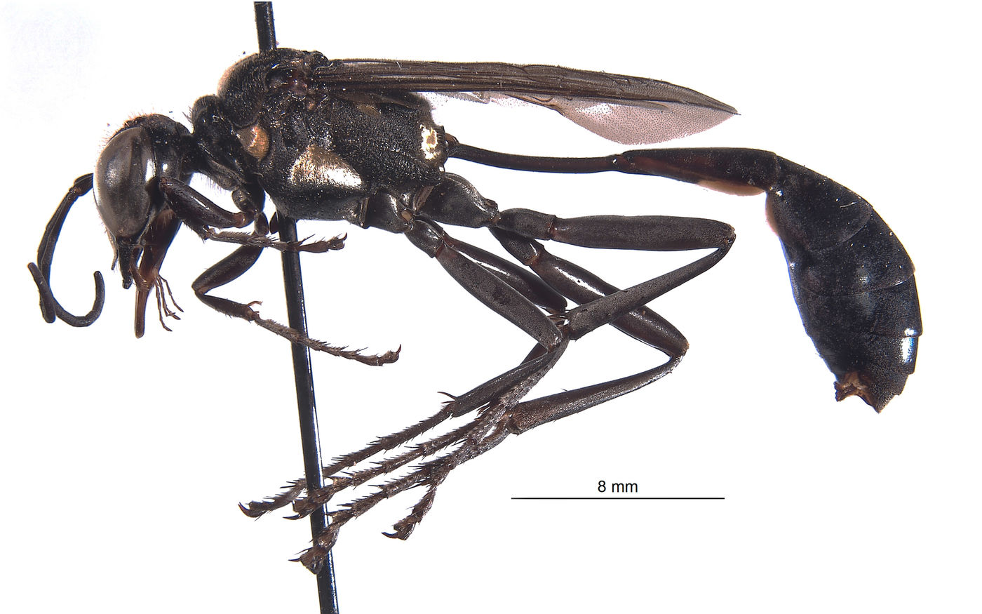 Sphecidae image