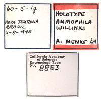 Ammophila willinki image