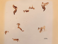 Ammophila willinki image