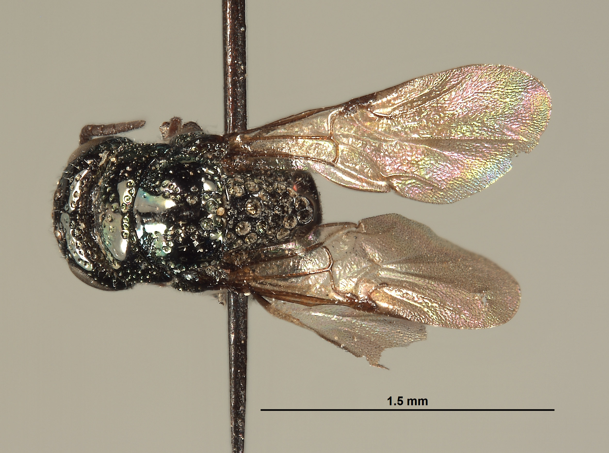 Omalus downeyi image