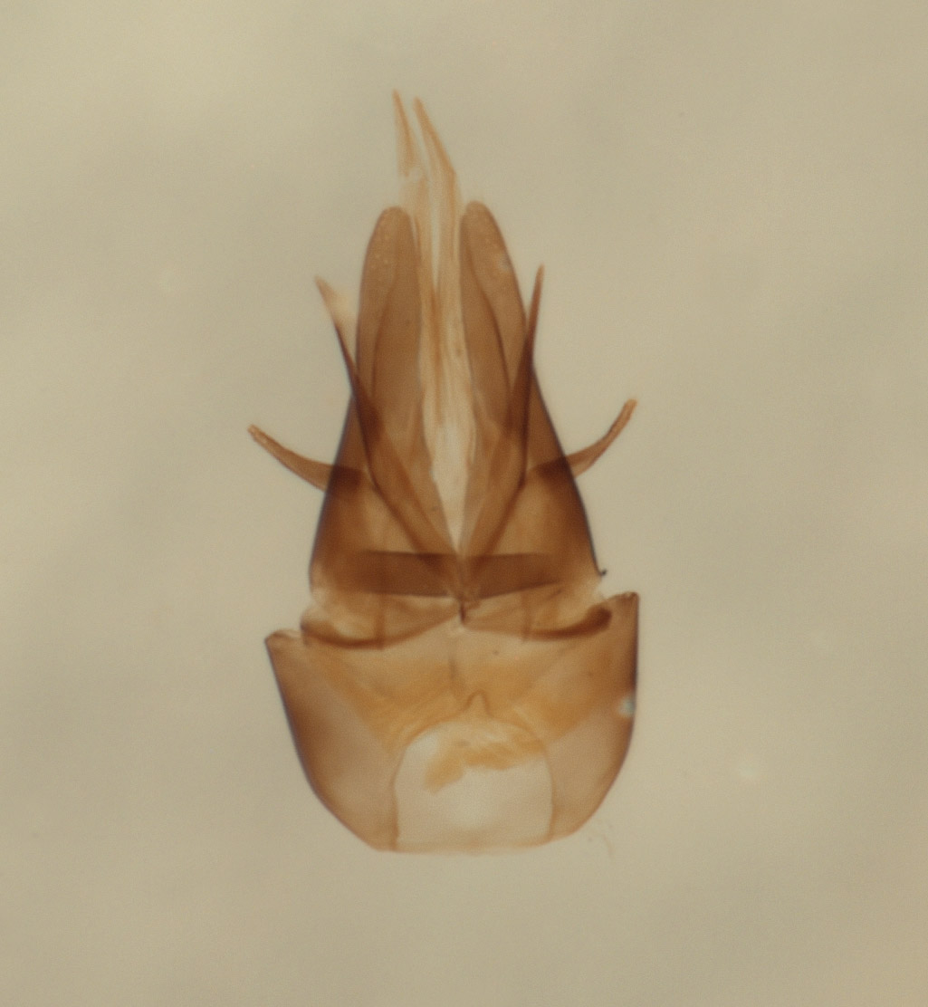 Omalus downeyi image
