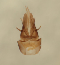 Omalus downeyi image