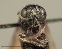 Omalus downeyi image