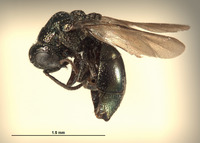 Omalus downeyi image
