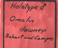 Omalus downeyi image