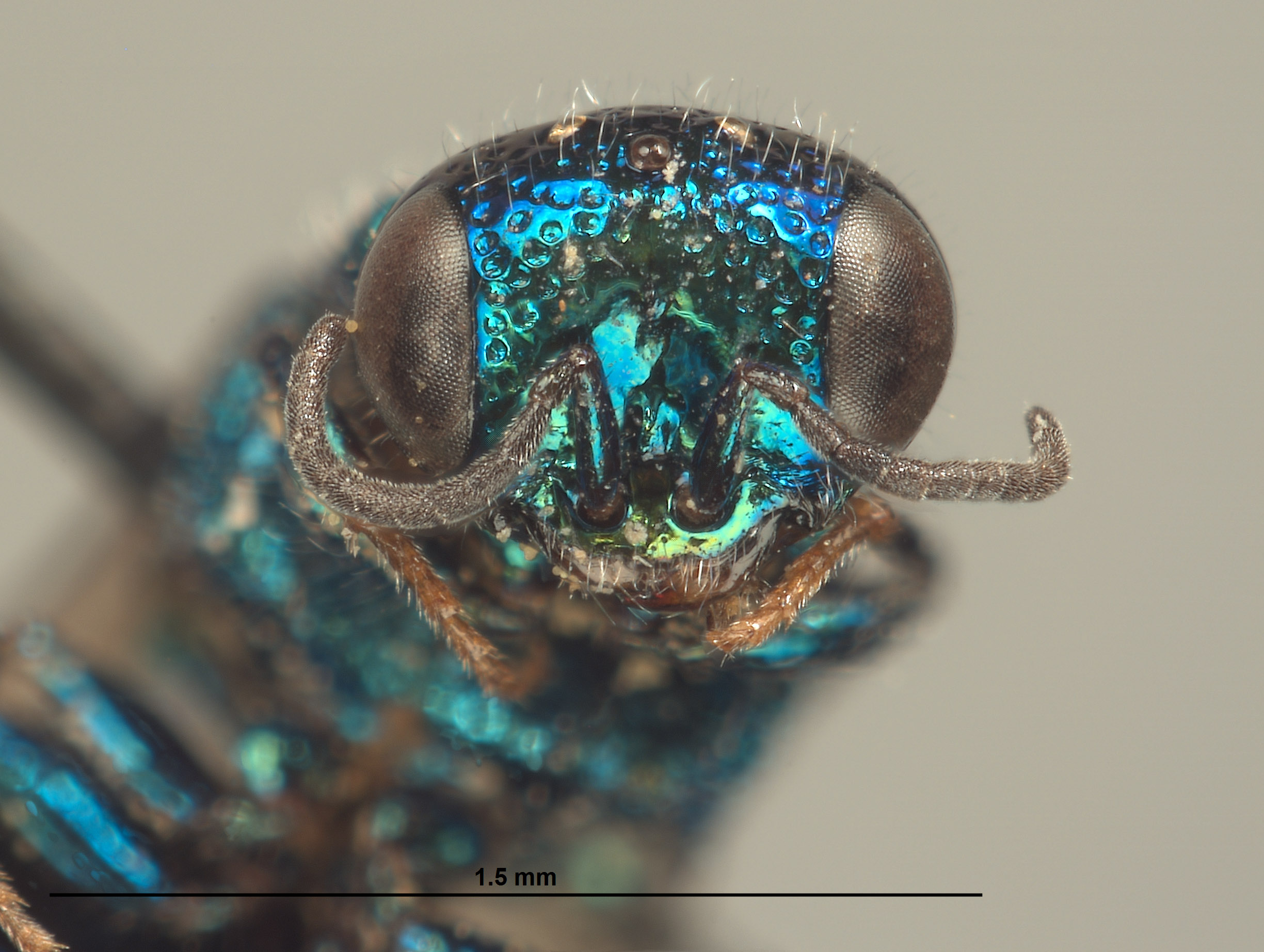 Omalus krombeini image