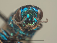 Omalus krombeini image