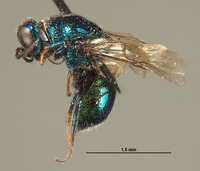 Omalus krombeini image