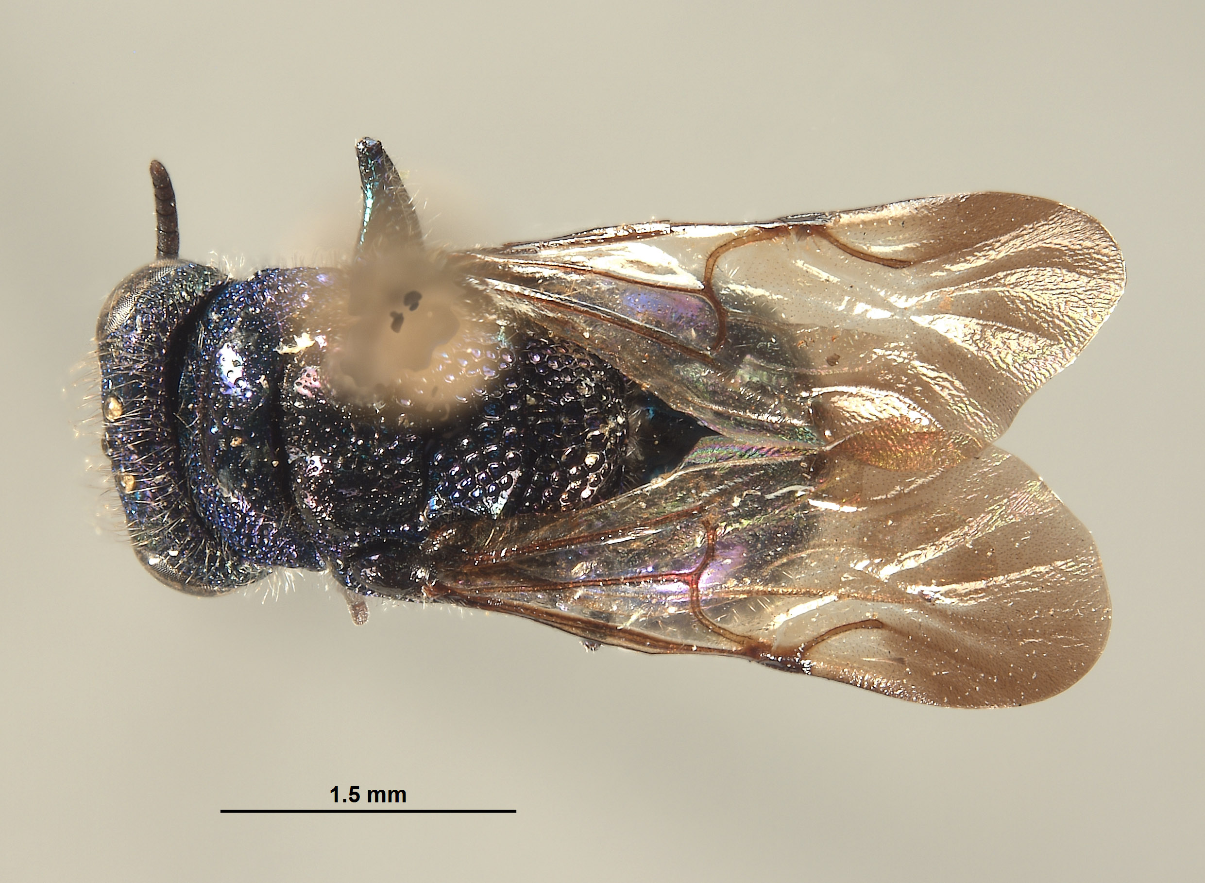 Omalus trilobatus image