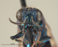 Omalus trilobatus image