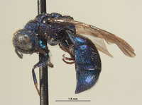 Omalus trilobatus image