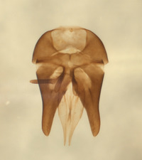 Omalus trilobatus image