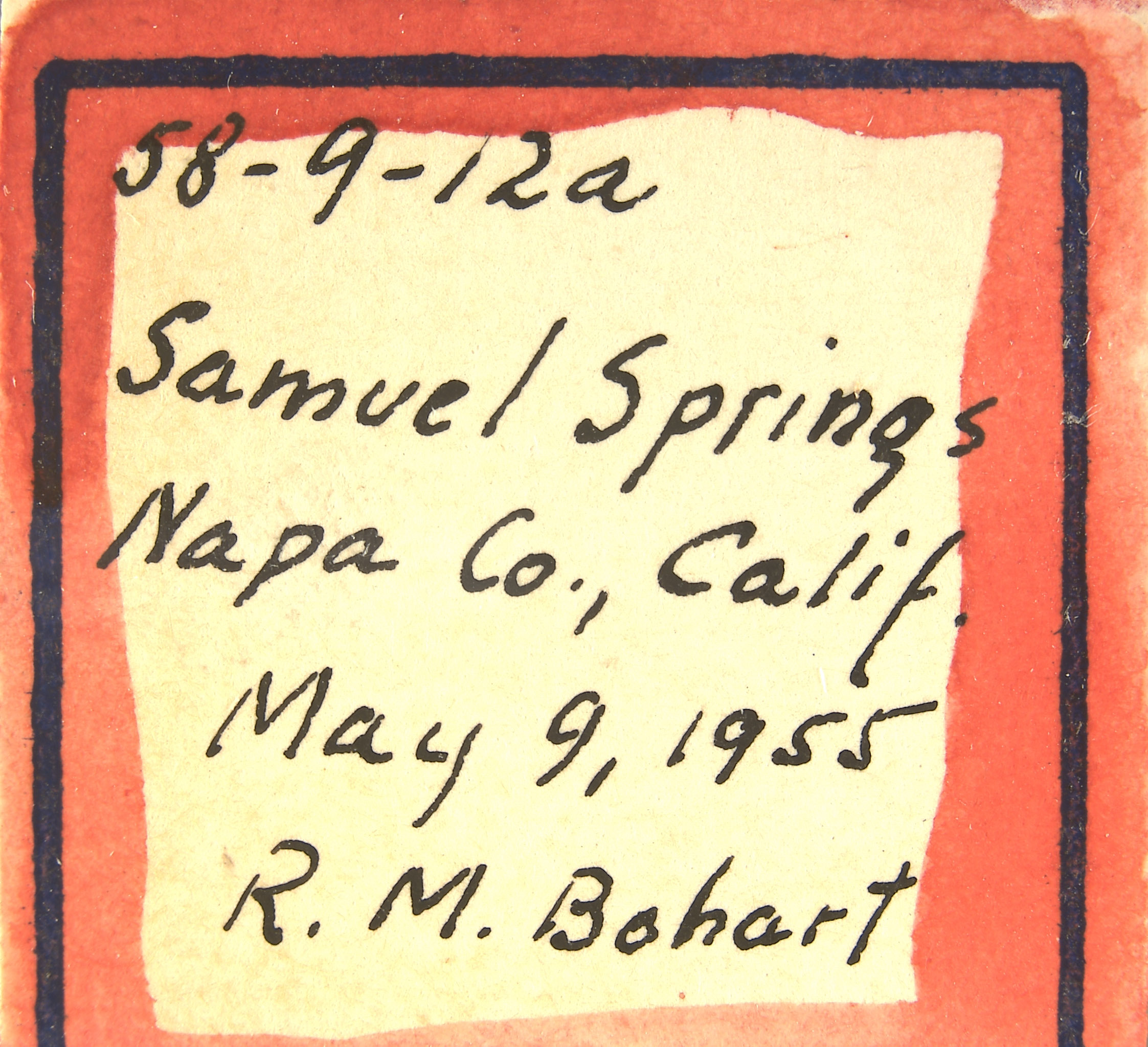 Omalus trilobatus image