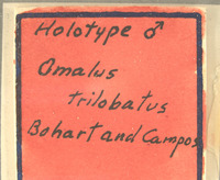 Omalus trilobatus image