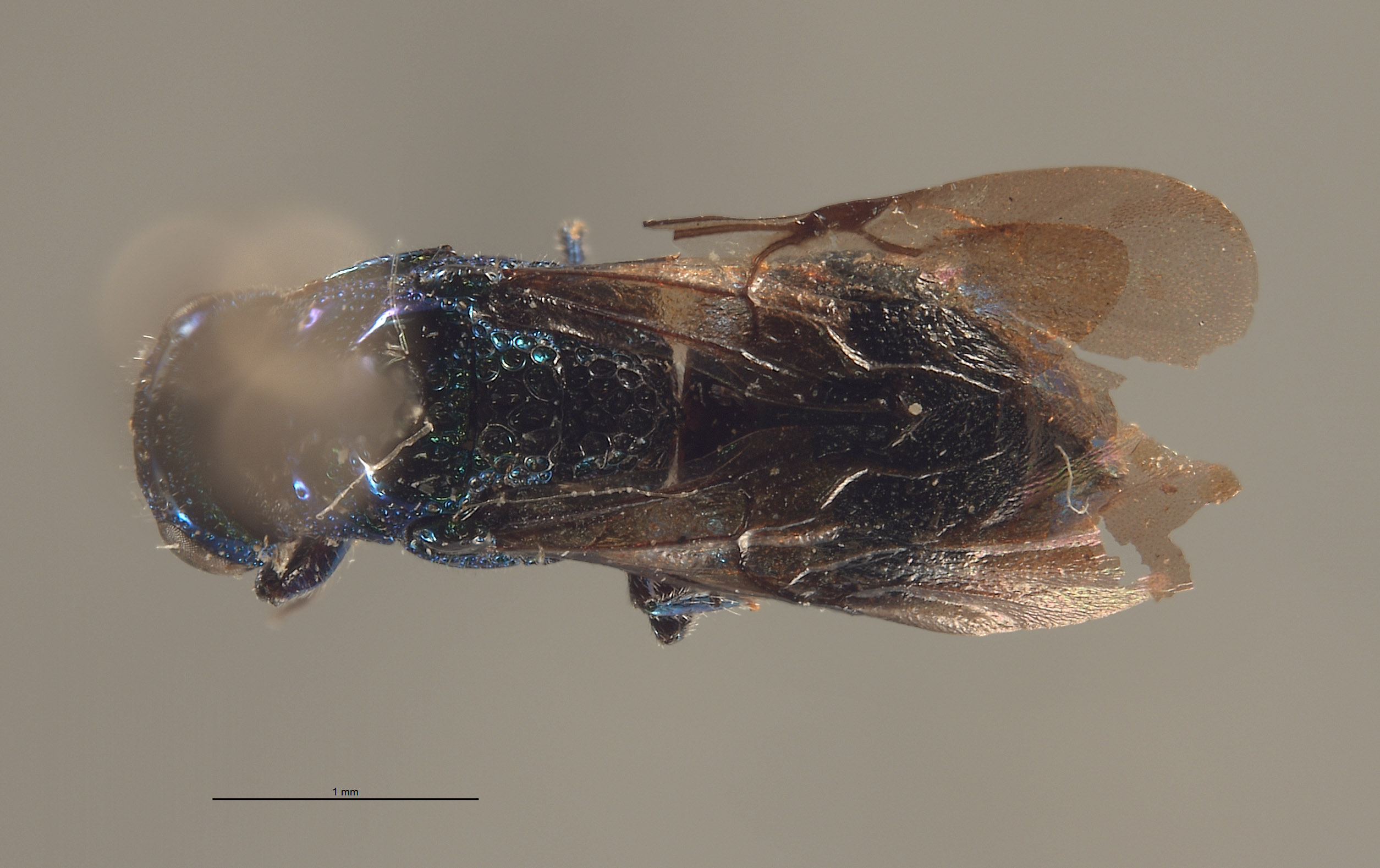 Hedychrum speculum image