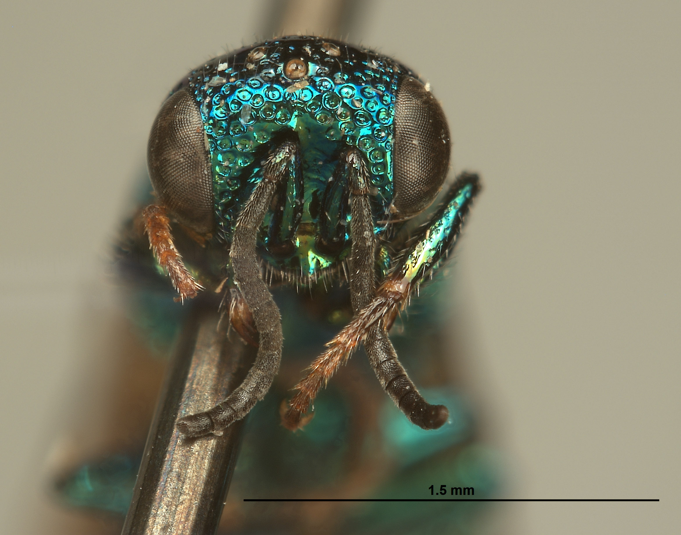 Hedychrum speculum image