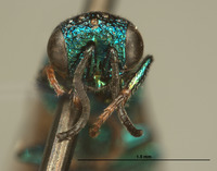 Hedychrum speculum image