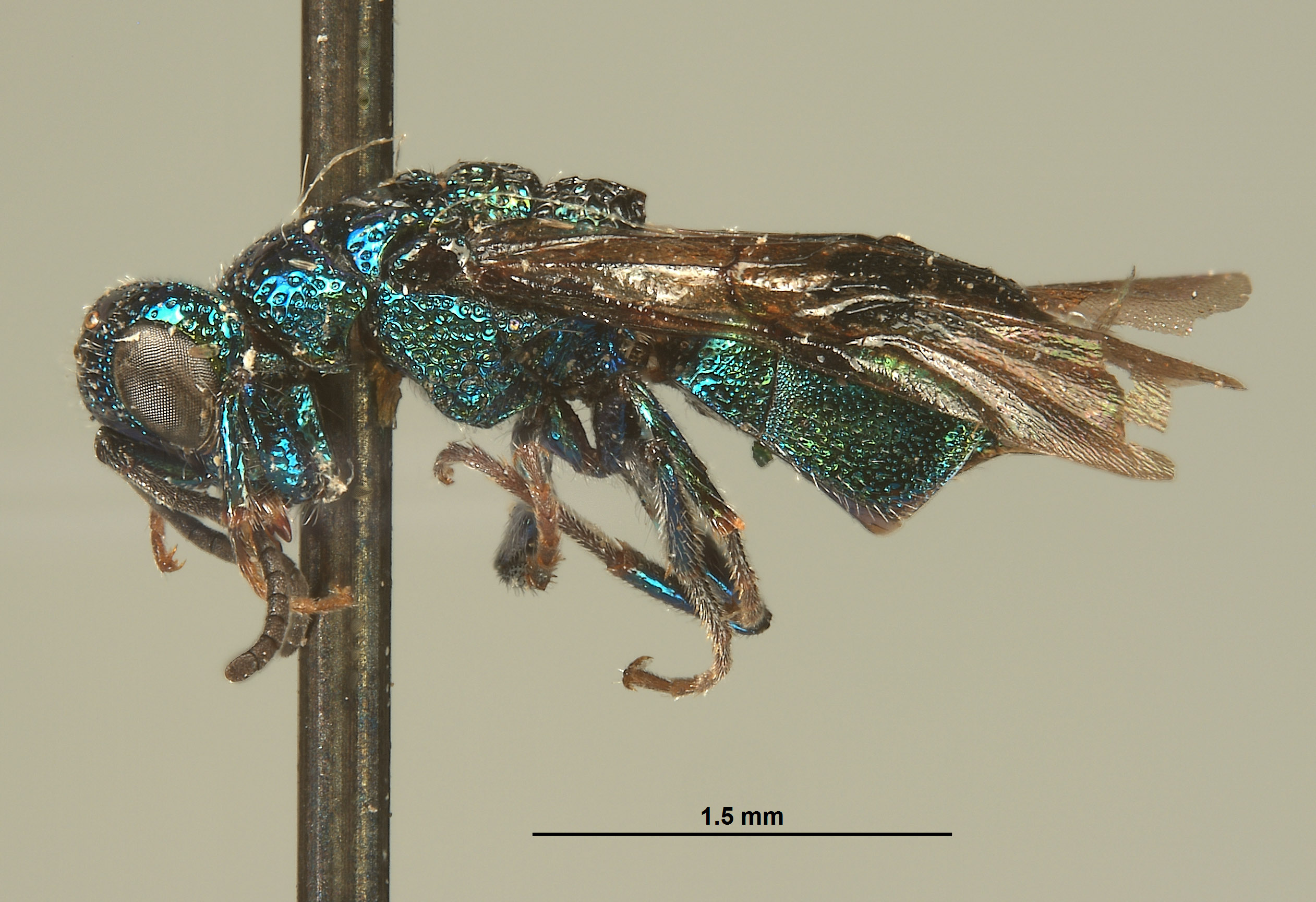 Hedychrum speculum image