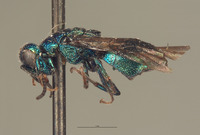 Hedychrum speculum image