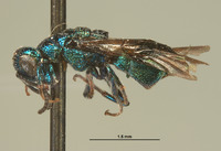 Hedychrum speculum image